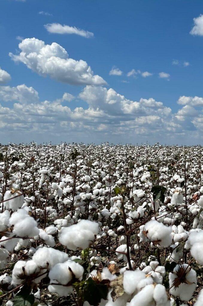 oil-1 cotton